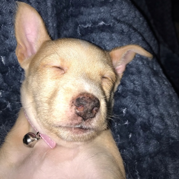 Meet your Posher, Preslee - Picture 1 of 1